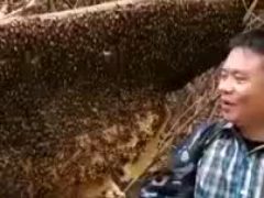 Idiot Provokes Hornets For Fun.